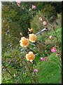 2005-10 Vogesen Blumen-03.JPG